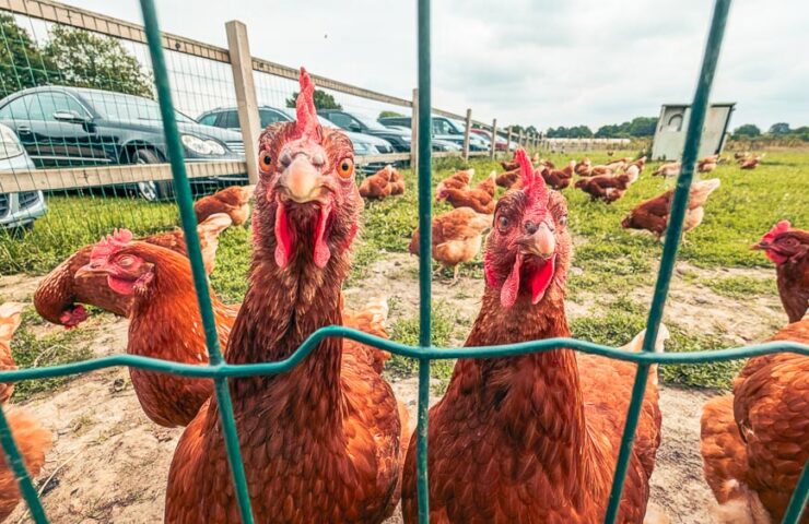 almthof-adventure-farm-2