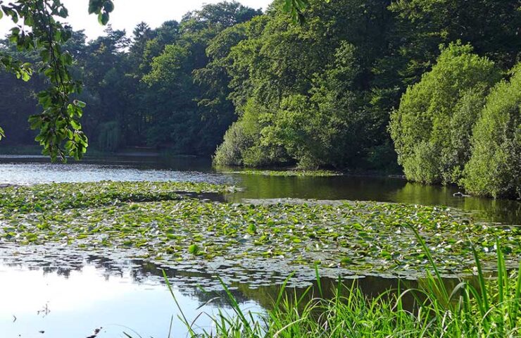 wildgehege-knovensteen (1)