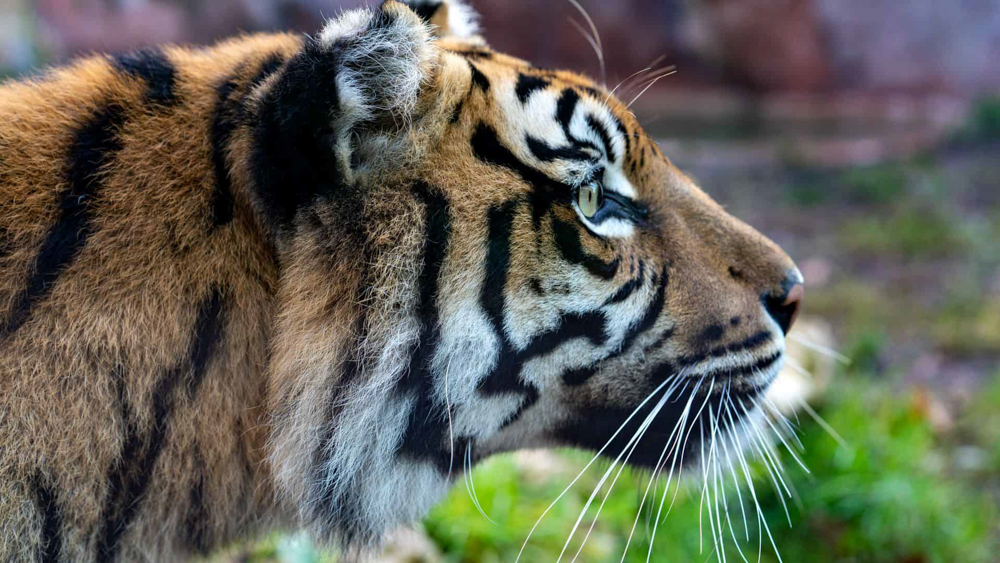 f-bioparco