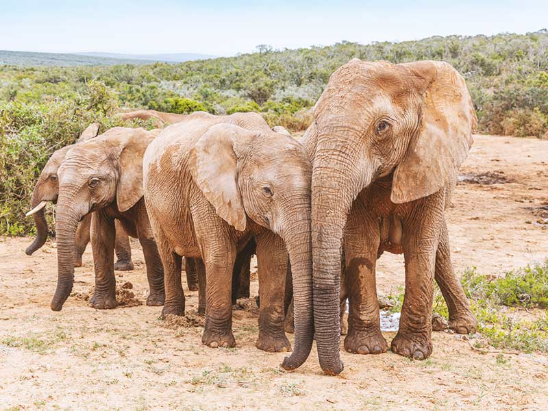 Addo-Elephant-Park_South-Africa