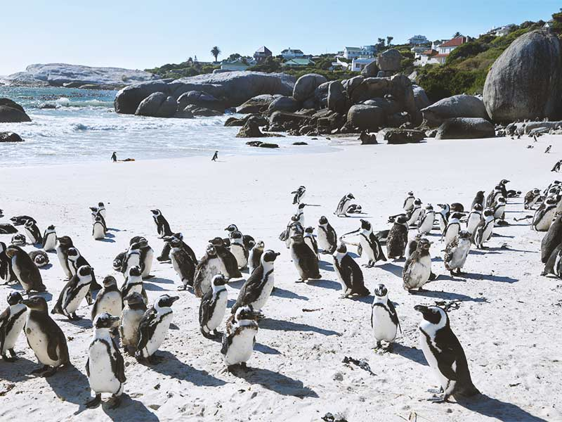 Boulders-Beach-Penguins_South-Africa