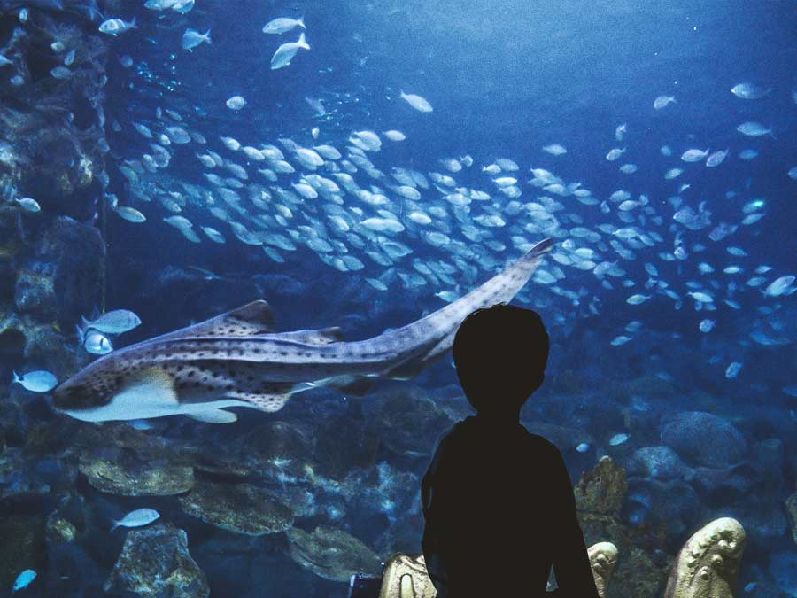 Churaumi_Aquarium_japan