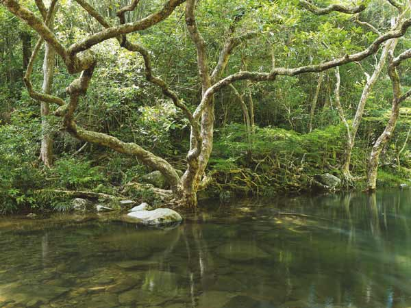 Daintree-Rainforest_australia