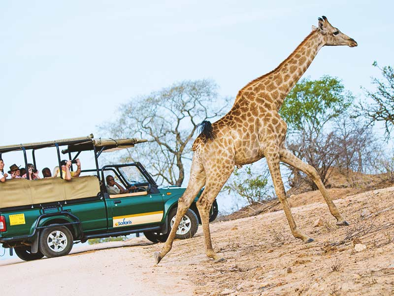Kruger-National-Park_South-africa