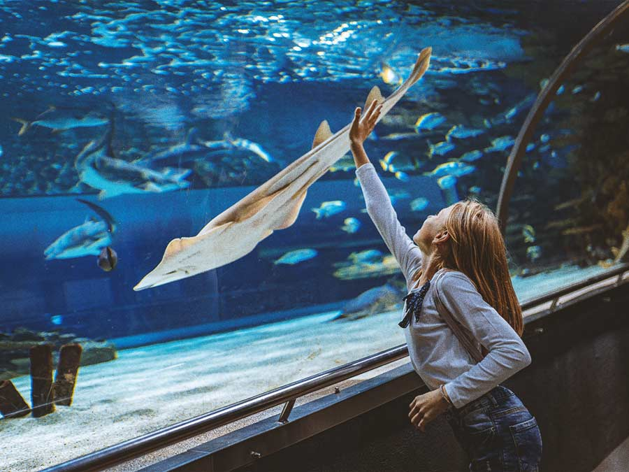 Nausicaa_Aquarium_france