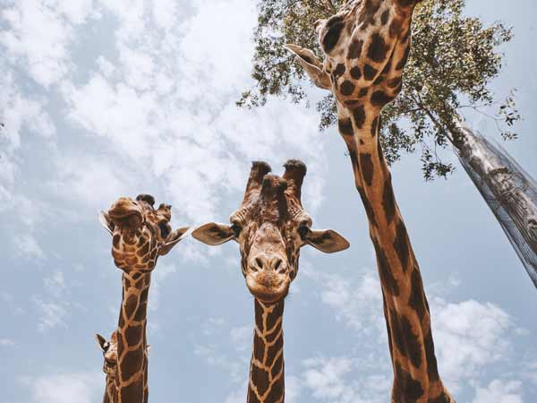 Taronga-Zoo_australia