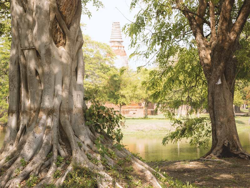 ayutthaya_temple_thailand