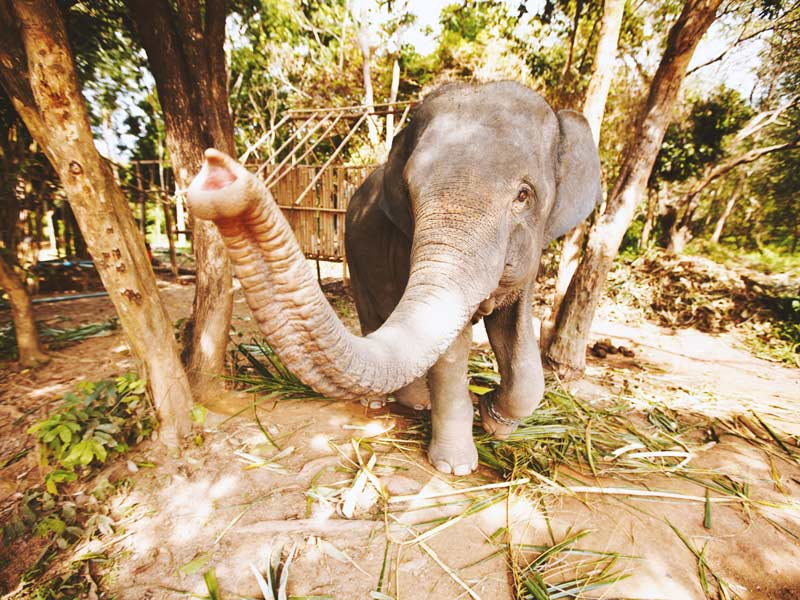 elephant_sanctuary_thailand