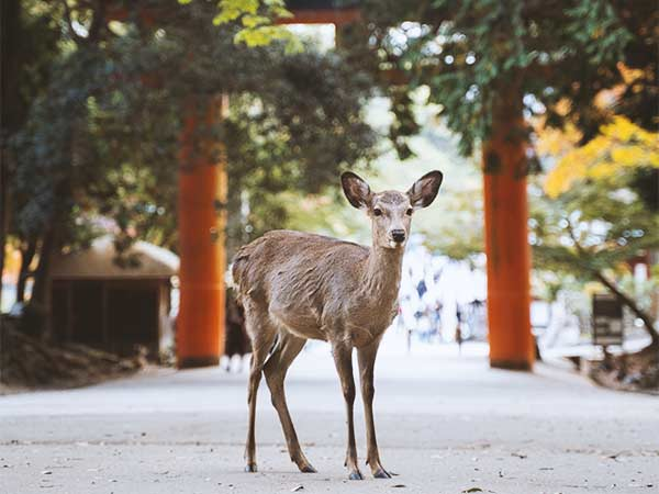 nara_japan