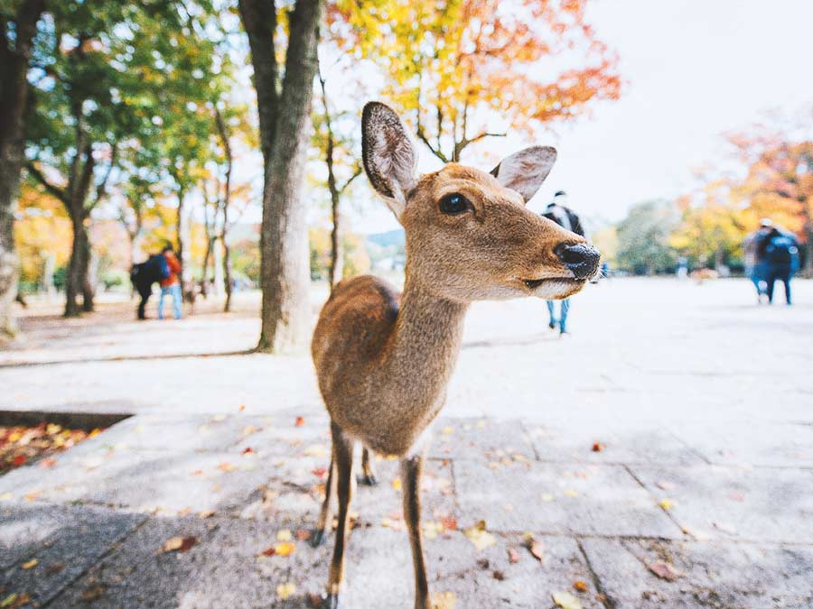 nara_park_japan