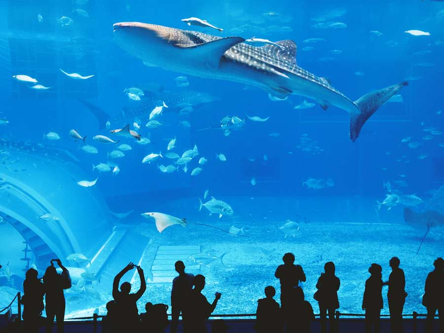 osaka_aquarium_japan