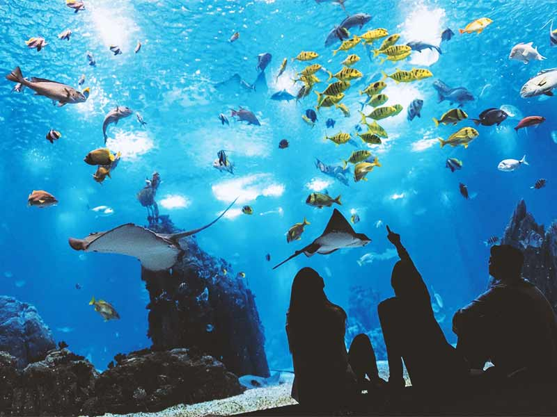 por_Oceanario-de-Lisboa