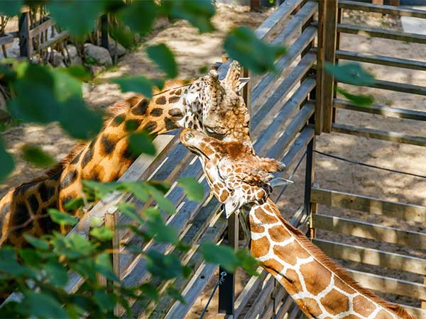 two-giraffes-with-beautiful-patterned-coats-intera-2025-12-08-20-32-43-utc