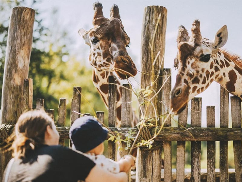 denmark_Odense-Zoo