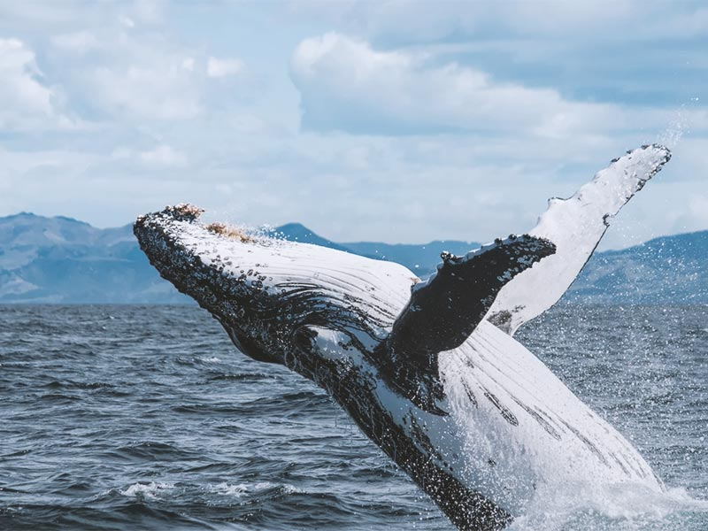 new-zealand_Kaikoura-Whale-Watching