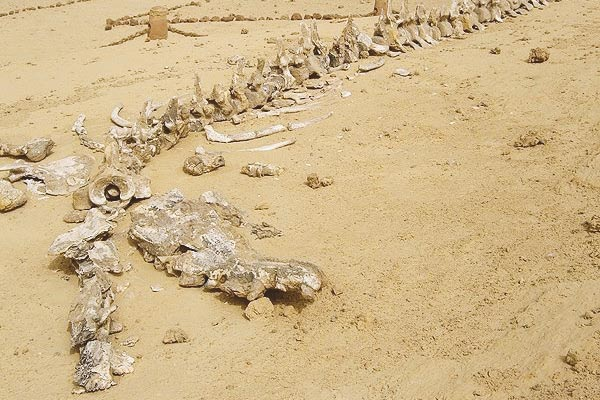 egypt_valley-of-whales