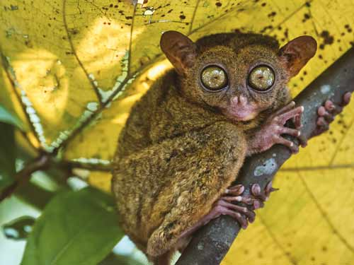 philippines_-tarsier-sanctuary