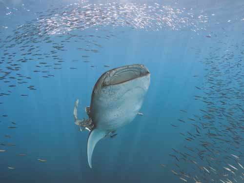 philippines_whale-shark-watching